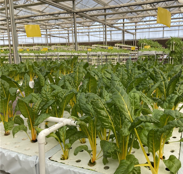 無(wú)土栽培水培甜菜.jpg
