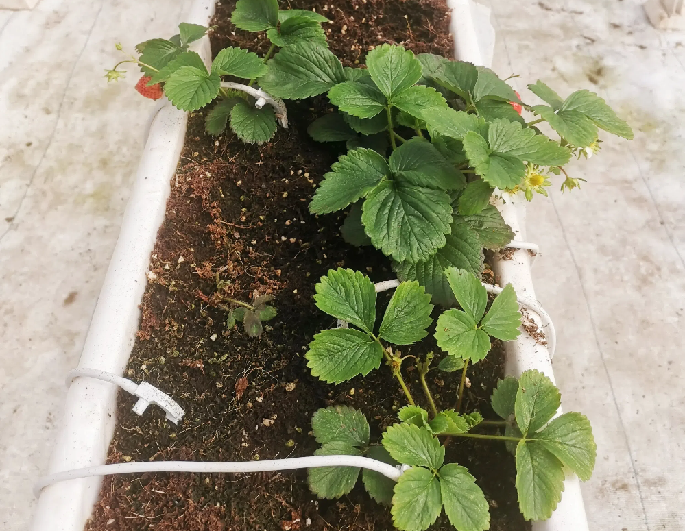 如何促進(jìn)草莓花芽分化？草莓花芽分化期如何管理？