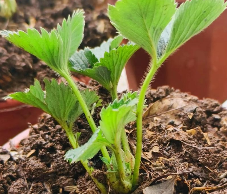 screenshot-1736039457598.png screenshot-1736039457598.png